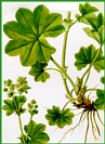 alchemilla.gif