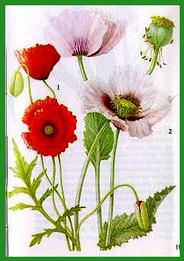 coquelicot.jpg