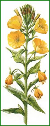 eveningprimrose.jpg