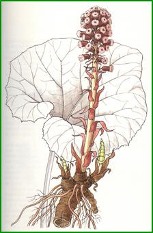 butterbur.jpg