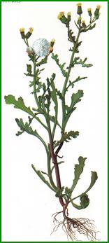 groundsel.jpg