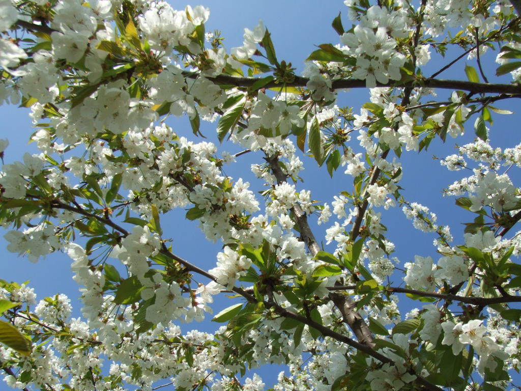 cerisier-prunus-cerasus