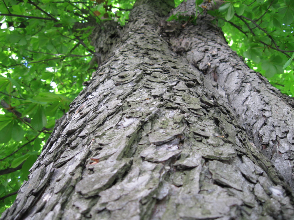 MARRONNIER (Aesculus hippocastanum L.)